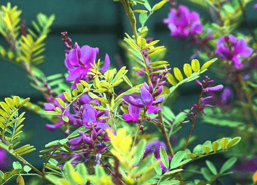 Индигофера красильная (Indigofera tinctoria)