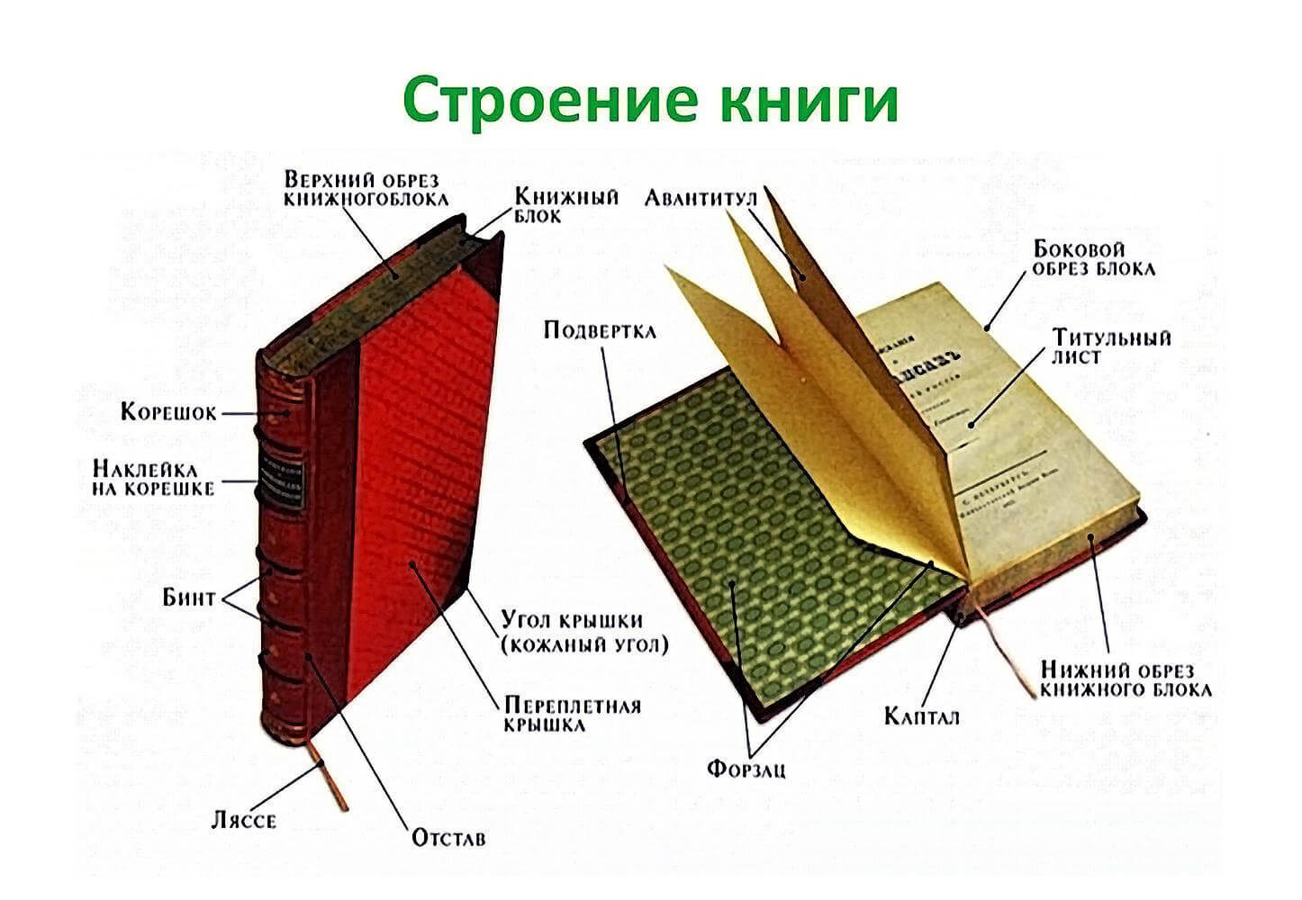 Анатомическое строение книги